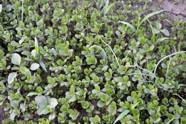 Portekizce oleracea. Yıllık bitkisel sulu bitkiler. Purslane. Doğanın güzel bitkisel soyut arka planı