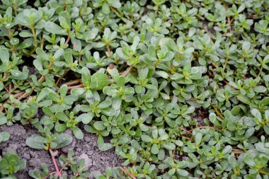 Portekizce oleracea. Yıllık bitkisel sulu bitkiler. Purslane. Doğanın güzel bitkisel soyut arka planı