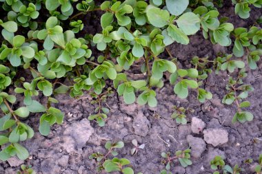 Portekizce oleracea. Yıllık bitkisel sulu bitkiler. Purslane. Doğanın güzel bitkisel soyut arka planı. Bahar manzarası. Yeşil yapraklar, çalılar. Bahar