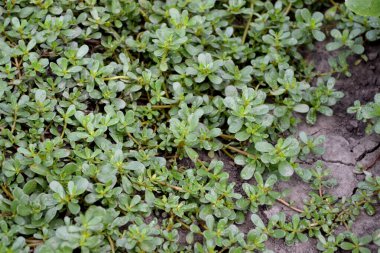 Portekizce oleracea. Yıllık bitkisel sulu bitkiler. Purslane. Doğanın güzel bitkisel soyut arka planı. Bahar