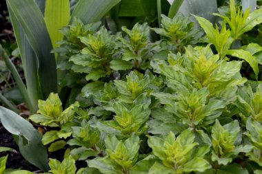 Doğanın güzel, soyut arka planı. Lysimachia vulgaris. Bahar manzarası. Devamlı çiçek açan bir bitki. Young şut çekiyor. Yeşil