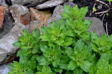 Lysimachia vulgaris. Doğanın güzel, soyut arka planı. Bahar manzarası. Devamlı çiçek açan bir bitki. Young şut çekiyor. Yeşil yapraklar, çalılar. Bahar çiçeği