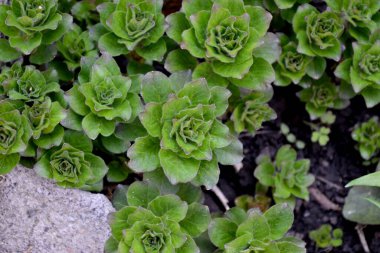 Doğanın güzel, soyut arka planı. Bahar manzarası. Lysimachia vulgaris. Devamlı çiçek açan bir bitki. Young şut çekiyor. Yeşil yapraklar, çalılar. Bahar