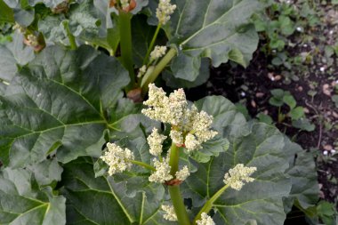 Rheum. Rhubarb. Doğanın güzel bitkisel soyut arka planı. Yaz manzarası. Beyaz kızılötesi ışınlar. Uzun yapraklı uzun ömürlü otlar. Tedavi tesisi. Yaz çiçeği yatağı