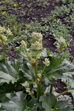 Rheum. Rhubarb. Doğanın güzel bitkisel soyut arka planı. Yaz manzarası. Beyaz kızılötesi ışınlar. Uzun yapraklı uzun ömürlü otlar. Tedavi tesisi. Yaz çiçeği
