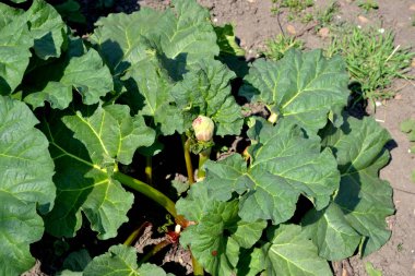 Uzun yapraklı uzun ömürlü otlar. Rhubarb. Rheum. Doğanın güzel bitkisel soyut arka planı. Yaz manzarası. Beyaz kızılötesi ışınlar. Tedavi tesisi. Yaz çiçekliği, bahçe.