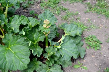 Doğanın güzel bitkisel soyut arka planı. Rheum. Rhubarb. Yaz manzarası. Beyaz kızılötesi ışınlar. Uzun yapraklı uzun ömürlü otlar. Tedavi tesisi. Yaz çiçeği yatağı