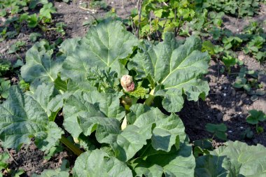 Rhubarb. Rheum. Beyaz kızılötesi ışınlar. Doğanın güzel bitkisel soyut arka planı. Yaz manzarası. Uzun yapraklı uzun ömürlü otlar. Tedavi