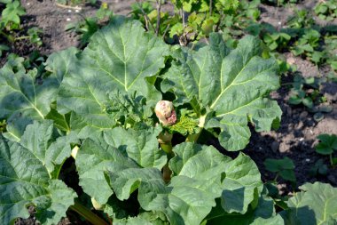 Rhubarb. Rheum. Beyaz kızılötesi ışınlar. Doğanın güzel bitkisel soyut arka planı. Yaz. Uzun yapraklı daimi otlar.