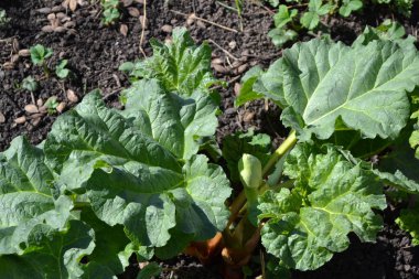 Rhubarb. Rheum. Doğanın güzel bitkisel soyut arka planı. Yaz. Uzun yapraklı daimi otlar.