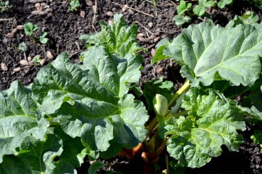 Rhubarb. Rheum. Doğanın güzel bitkisel soyut arka planı. Yaz manzarası. Uzun yapraklı daimi otlar.