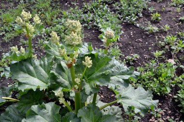 Rheum. Rhubarb. Doğanın güzel bitkisel soyut arka planı. Beyaz kızılötesi ışınlar. Uzun yapraklı daimi otlar.