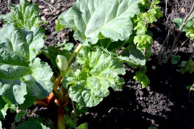 Rhubarb. Rheum. Doğanın güzel bitkisel soyut arka planı. Yaz manzarası. Uzun yapraklı uzun ömürlü otlar. Tedavi