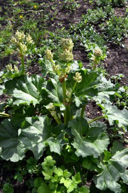 Rheum. Rhubarb. Doğanın güzel bitkisel soyut arka planı. Yaz manzarası. Beyaz kızılötesi ışınlar. Uzun yapraklı uzun ömürlü otlar. Tedavi