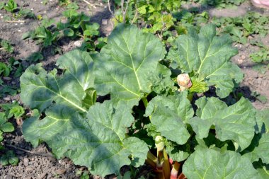 Uzun yapraklı uzun ömürlü otlar. Rhubarb. Rheum. Doğanın güzel bitkisel soyut arka planı. Yaz manzarası. Beyaz kızılötesi ışınlar. Tedavi