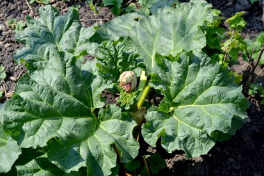 Doğanın güzel bitkisel soyut arka planı. Rheum. Rhubarb. Yaz. Beyaz kızılötesi ışınlar. Uzun yapraklı daimi otlar.