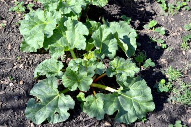 Rhubarb. Rheum. Doğanın güzel bitkisel soyut arka planı. Yaz manzarası. Uzun yapraklı uzun ömürlü otlar. Tedavi tesisi. Yaz çiçeği yatağı