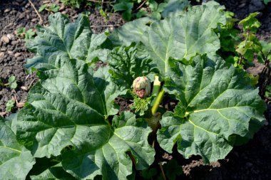 Doğanın güzel bitkisel soyut arka planı. Rheum. Rhubarb. Yaz manzarası. Beyaz kızılötesi ışınlar. Uzun yapraklı daimi otlar.