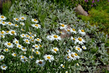 Ben Daisy. Papatya çayı. Matrikaria. Devamlı çiçek açan bir bitki. Doğanın güzel, soyut arka planı