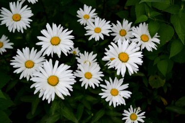 Ben Daisy. Matrikaria. Papatya çayı. Devamlı çiçek açan bir bitki. Doğanın güzel, soyut arka planı. Yaz manzarası. Çiçekçilik, ev çiçeği yatağı. Ev bahçesi, tarla