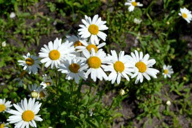 Ben Daisy. Papatya çayı. Matrikaria. Devamlı çiçek açan bir bitki. Doğanın güzel, soyut arka planı. Yaz manzarası. Çiçekçilik, ev