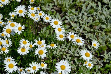 Ben Daisy. Papatya çayı. Matrikaria. Devamlı çiçek açan bir bitki. Doğanın güzel, soyut arka planı. Yaz manzarası. Çiçekçilik, ev çiçeği yatağı. Ev bahçesi, tarla