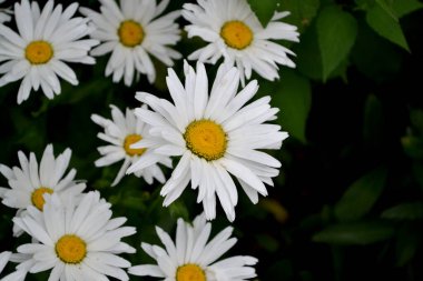 Papatya çayı. Ben Daisy. Matrikaria. Ebedi çiçeklenme bitkisi