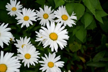 Ben Daisy. Matrikaria. Papatya çayı. Devamlı çiçek açan bir bitki. Doğanın güzel, soyut arka planı. Yaz manzarası. Çiçekçilik, ev çiçeği.