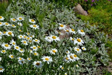 Ben Daisy. Papatya çayı. Matrikaria. Devamlı çiçek açan bir bitki. Doğanın güzel çiçek arkaplanı
