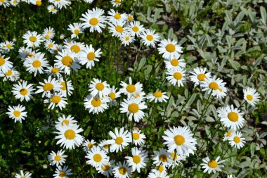 Ben Daisy. Papatya çayı. Matrikaria. Devamlı çiçek açan bir bitki. Doğanın güzel, soyut arka planı. Yaz manzarası. Çiçekçilik, ev çiçeği yatağı. Ev bahçesi
