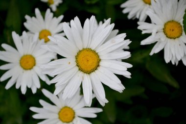Matrikaria. Ben Daisy. Papatya çayı. Devamlı çiçek açan bir bitki. Doğanın güzel, soyut arka planı. Yaz manzarası. Çiçekçilik