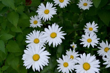 Matrikaria. Ben Daisy. Papatya çayı. Devamlı çiçek açan bir bitki. Doğanın güzel, soyut arka planı. Yaz manzarası. Çiçekçilik, ev