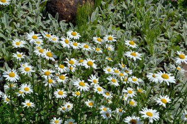 Papatya çayı. Ben Daisy. Matrikaria. Devamlı çiçek açan bir bitki. Doğanın güzel, soyut arka planı. Yaz manzarası. Çiçekçilik, ev