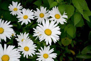 Ben Daisy. Matrikaria. Papatya çayı. Devamlı çiçek açan bir bitki. Doğanın güzel, soyut arka planı. Yaz manzarası. Çiçekçilik, ev çiçeği yatağı.