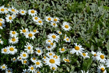 Papatya çayı. Ben Daisy. Matrikaria. Devamlı çiçek açan bir bitki. Doğanın güzel, soyut arka planı