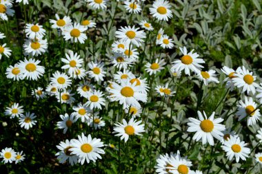 Papatya çayı. Ben Daisy. Matrikaria. Devamlı çiçek açan bir bitki. Doğanın güzel, soyut arka planı. Yaz