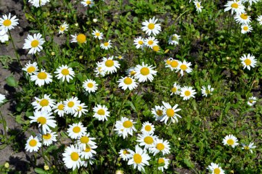 Papatya çayı. Ben Daisy. Matrikaria. Devamlı çiçek açan bir bitki. Doğanın güzel, soyut arka planı. Yaz manzarası. Çiçekçilik, ev çiçeği.