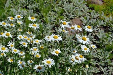 Papatya çayı. Ben Daisy. Matrikaria. Devamlı çiçek açan bir bitki. Doğanın güzel, soyut arka planı. Yaz manzarası