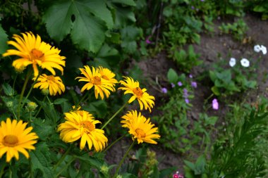 Sarı papatya. Papatya çayı. Heliopsis helianthoidleri. Devamlı çiçek açan bir bitki. Doğanın güzel çiçek arkaplanı