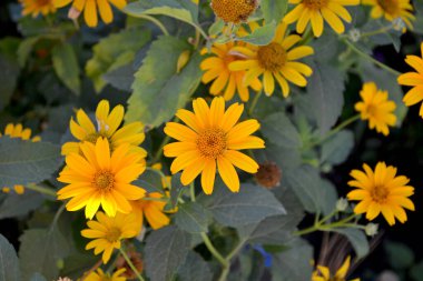 Yellow Daisy. Heliopsis helianthoides. Chamomile. Perennial flowering plant. Beautiful flower abstract background of nature. Summer landscape