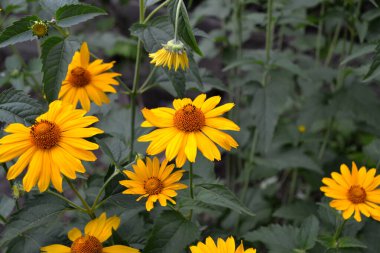 Yellow Daisy. Heliopsis helianthoides. Chamomile. Perennial flowering plant. Beautiful background of nature