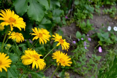 Yellow Daisy. Chamomile. Heliopsis helianthoides. Perennial flowering plant. Beautiful flower abstract background of nature