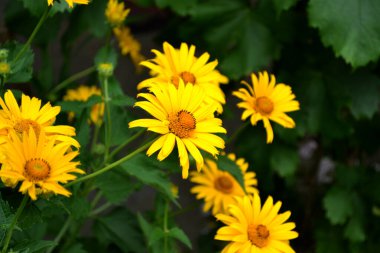 Yellow Daisy. Chamomile. Heliopsis helianthoides. Perennial plant. Beautiful flower background of nature
