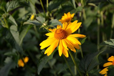 Yellow Daisy. Chamomile. Heliopsis helianthoides. Perennial flowering plant. Beautiful flower abstract background of nature. Summer landscape. Floriculture, home