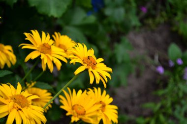 Yellow Daisy. Chamomile. Heliopsis helianthoides. Perennial flowering plant. Beautiful flower abstract background of nature. Summer landscape