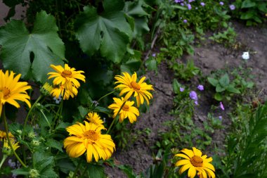 Yellow Daisy flower. Chamomile. Heliopsis helianthoides. Perennial plant. Beautiful flower background of nature