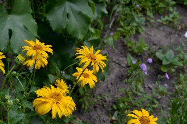 Yellow Daisy flower. Chamomile. Heliopsis helianthoides. Perennial flowering plant. Beautiful flower background of nature