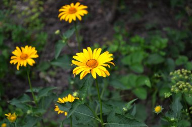 Chamomile. Yellow Daisy. Heliopsis helianthoides. Perennial flowering plant. Beautiful flower abstract background of nature. Summer landscape.