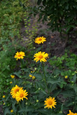 Chamomile. Yellow Daisy. Heliopsis helianthoides. Perennial flowering plant. Beautiful flower abstract background of nature. Summer landscape. Floriculture
