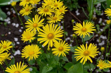 Chamomile. Yellow Daisy flower. Doronicum. Perennial flowering plant. Beautiful flower abstract background of nature. Summer landscape. Floriculture, home flower bed. Home garden